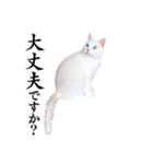 白猫タマとしましまーずの日常(敬語)（個別スタンプ：4）