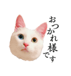 白猫タマとしましまーずの日常(敬語)（個別スタンプ：9）
