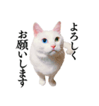 白猫タマとしましまーずの日常(敬語)（個別スタンプ：10）
