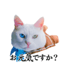 白猫タマとしましまーずの日常(敬語)（個別スタンプ：11）