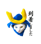 白猫タマとしましまーずの日常(敬語)（個別スタンプ：12）