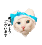 白猫タマとしましまーずの日常(敬語)（個別スタンプ：13）