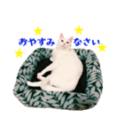 白猫タマとしましまーずの日常(敬語)（個別スタンプ：14）