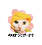 白猫タマとしましまーずの日常(敬語)（個別スタンプ：16）