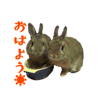 こむぎちゃんと風太くんFamily（個別スタンプ：1）