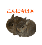 こむぎちゃんと風太くんFamily（個別スタンプ：2）