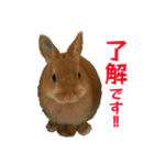 こむぎちゃんと風太くんFamily（個別スタンプ：4）