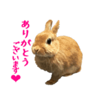 こむぎちゃんと風太くんFamily（個別スタンプ：5）