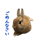 こむぎちゃんと風太くんFamily（個別スタンプ：6）