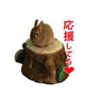 こむぎちゃんと風太くんFamily（個別スタンプ：11）