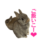 こむぎちゃんと風太くんFamily（個別スタンプ：12）