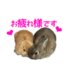 こむぎちゃんと風太くんFamily（個別スタンプ：13）
