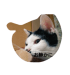 マチーお嬢様の日常会話2（個別スタンプ：4）