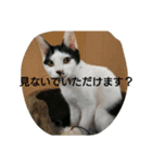 マチーお嬢様の日常会話（個別スタンプ：3）