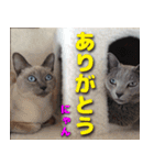 ロシアンとトンキ（個別スタンプ：1）