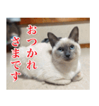 ロシアンとトンキ（個別スタンプ：3）