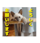 ロシアンとトンキ（個別スタンプ：5）