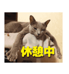 ロシアンとトンキ（個別スタンプ：6）