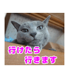 ロシアンとトンキ（個別スタンプ：8）