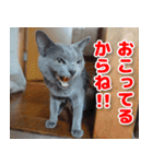 ロシアンとトンキ（個別スタンプ：12）