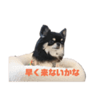 チワワのまろちゃん（個別スタンプ：1）