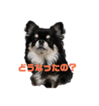 チワワのまろちゃん（個別スタンプ：3）
