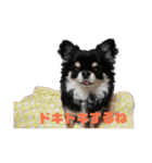 チワワのまろちゃん（個別スタンプ：23）