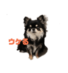 チワワのまろちゃん（個別スタンプ：33）