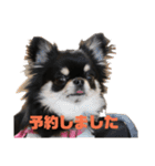 チワワのまろちゃん（個別スタンプ：37）
