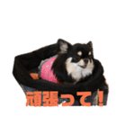 チワワのまろちゃん（個別スタンプ：40）