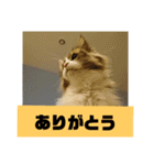 ぼた・ちょび・つぶ（個別スタンプ：2）