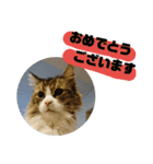 ぼた・ちょび・つぶ（個別スタンプ：10）