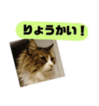 ぼた・ちょび・つぶ（個別スタンプ：12）