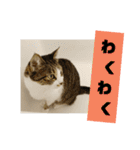 ぼた・ちょび・つぶ（個別スタンプ：14）