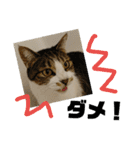 ぼた・ちょび・つぶ（個別スタンプ：19）