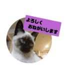 ぼた・ちょび・つぶ（個別スタンプ：31）
