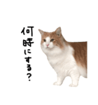 猫のきもち。（個別スタンプ：1）