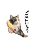 猫のきもち。（個別スタンプ：2）