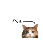 猫のきもち。（個別スタンプ：4）