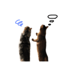 猫のきもち。（個別スタンプ：7）