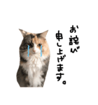 猫のきもち。（個別スタンプ：8）