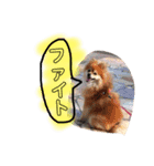 ボスわか2（個別スタンプ：19）