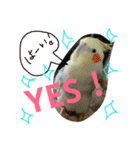 オカメインコのんちゃんスタンプ（個別スタンプ：1）