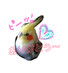 オカメインコのんちゃんスタンプ（個別スタンプ：4）