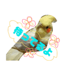 オカメインコのんちゃんスタンプ（個別スタンプ：5）