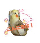 オカメインコのんちゃんスタンプ（個別スタンプ：6）