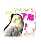 オカメインコのんちゃんスタンプ（個別スタンプ：7）
