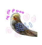 オカメインコのんちゃんスタンプ（個別スタンプ：8）
