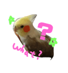 オカメインコのんちゃんスタンプ（個別スタンプ：9）