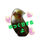 オカメインコのんちゃんスタンプ（個別スタンプ：10）